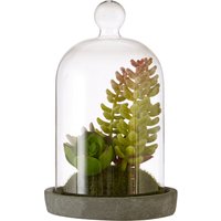 Orsina Fiori Small Succulent Dome with Cement Base in Grey