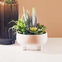 Orsina Fiori Mixed Succulents In Large Ceramic Pot in White