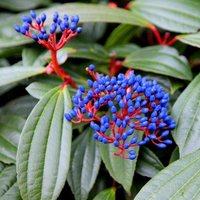 Outdoor Shrub Viburnum Davidii Bush Shrubs Garden Pot