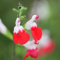 Hot Lips Salvia Sage Perennials Flowering Plants Salvia Pot