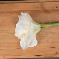 Love Lace Classic White Amaryllis Artificial Flower in Cream