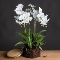 Love Lace Large White Orchid & Fern Garden In Rootball