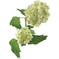 Bloom Artificial Single Cream Guelder Rose Branch Stem - Faux Silk Flower Indoor Home Floral Decoration - Measures L60cm