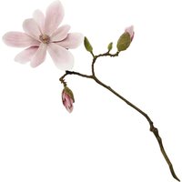 Artificial Single Dark Magnolia Flower Stem Faux Fake Silk Flower Indoor Home Floral Decoration L52cm