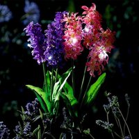 2 x Hyacinth Style Solar Stake Lights Pink & Flower Shaped Outdoor Garden Lighting Decorations Each Measure H70cm