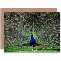 Peacock Bird Tail Feathers Peafowl Photograph Animal Card