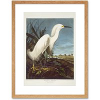 Artery8 Audubon Snowy Heron Birds of America Great Egret Coastal Bird Portrait Illustration Artwork Framed Wall Art Print 12X16 Inch in Light Oak