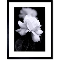 Photograph White Rose Flower Bloom Petals Greyscale Floral Nature & White Picture Artwork Framed Wall Art Print 12X16 Inch
