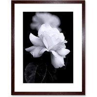 Artery8 Photograph of a White Rose Flower Bloom Petals Greyscale Floral Nature Black & White Picture Artwork Framed Wall Art Print 12X16 Inch in Brown