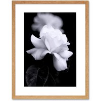 Artery8 Photograph of a White Rose Flower Bloom Petals Greyscale Floral Nature Black & White Picture Artwork Framed Wall Art Print 12X16 Inch