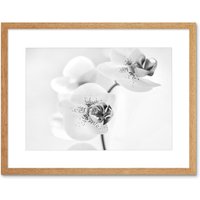 Artery8 Photo Nature Plant Orchid Flower Black White 12x16" Framed Art Print in Light Oak