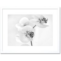 Artery8 Photo Nature Plant Orchid Flower Black White 12x16" Framed Art Print