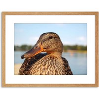 Artery8 Wall Art Print Photo Close Up Of Duck Mallard Artwork Framed 9X7 Inch in Light Oak | Size: W7" x H9"