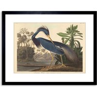 Artery8 Wall Art Print Painting Bird Audubon Louisiana Heron Artwork Framed 9X7 Inch in Black | Size: W7" x H9"