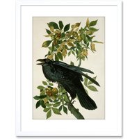 Artery8 Wall Art Print Painting Nature Animal Bird Audubon Raven Artwork Framed 9X7 Inch in White | Size: W7" x H9"