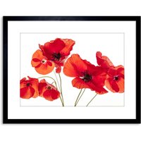 Wall Art Print Photo Nature Flower Poppy Heads Red Petals Artwork Framed 9X7 Inch W7" x H9"