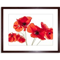 Artery8 Wall Art Print Photo Nature Flower Poppy Heads Red Petals Artwork Framed 9X7 Inch in Brown | Size: W7" x H9"
