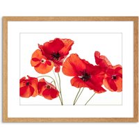 Artery8 Wall Art Print Photo Nature Flower Poppy Heads Red Petals Artwork Framed 9X7 Inch in Light Oak | Size: W7" x H9"
