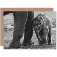 Cute Elephant Cub White Animal Photography Card