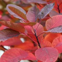 Grace Smoke Bush Outdoor Shrub Cotinus Pot