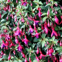 Tom Thumb Hardy Fuchsia Outdoor Shrub Fuchsia Pot