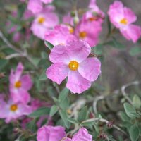 Silver Pink Rock Rose Outdoor Shrub Cistus x Argenteus Pot
