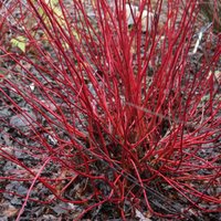 Sibirica Barked Dogwood Outdoor Shrub Cornus Alba Pot Green