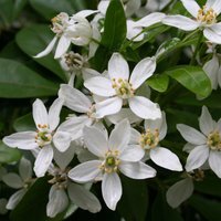 Mexican Orange Blossom Outdoor Shrub Choisya Ternata Pot