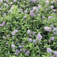 Repens Creeping Blueblossom Shrub Ceanothus Thyrsiflorus Pot
