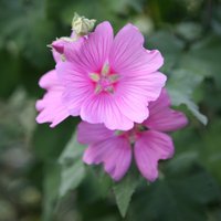 Rosea Tree Mallow Outdoor Shrub Malva x Clementii Pot