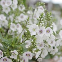Avalanche Parahebe Outdoor Shrub Parahebe Catarractae Pot