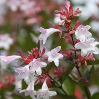 Abelia Outdoor Shrub Abelia x Grandiflora Pot