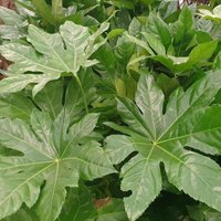 Japanese Aralia Outdoor Shrub Fatsia Japonica Garden Plants Pot