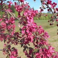 Sugar Plum Butterfly Bush Outdoor Shrub Buddleja Garden Plants Pot