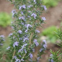 Miss Jessopps Upright Rosemary Shrub Rosmarinus Officinalis Pot