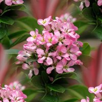 Pink Elle Escallonia Outdoor Shrub Escallonia Laevis Pot
