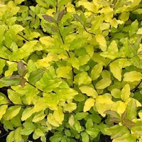 Lemon & Lime Privet Outdoor Shrub Ligustrum Ovalifolium Pot