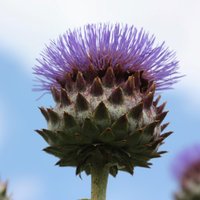 Cardoon Perennials Flowering Plants Cynara Cardunculus Pot