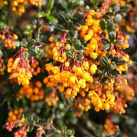 Darwins Barberry Outdoor Shrub Berberis Darwinii Pot