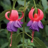 Army Nurse Fuchsia Outdoor Shrub Fuchsia Fairy Bush Garden Pot