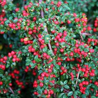 Cotoneaster Outdoor Shrub Cotoneaster Horizontalis Pot