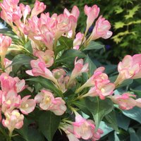 All Summer Peach Outdoor Shrub Weigela Pot