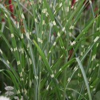 Zebrinus Zebra Grass Miscanthus Sinensis Outdoor Ornamental Pot