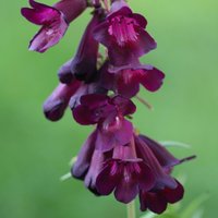 Raven Beard Tongue Perennials Flowering Plants Penstemon Pot
