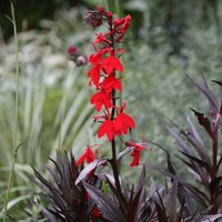 Queen Victoria Cardinal Flower Perennials Plants Lobelia Cardinalis Pot