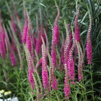 Rotfuchs Speedwell Fox Perennials Flowering Plants Veronica Spicata Pot Green