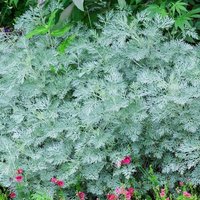 Powis Castle Wormwood Perennials Flowering Plants Artemisia Pot