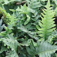 Common Polypody Polypodium Vulgare Hardy Outdoor Ferns Jungle Pot