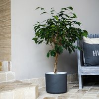 Ivyline Leon Granite Planter, H27cm x D32cm in Stone
