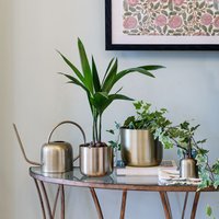 Royal Botanic Gardens Kew Kew Matt Brass Plant Mister 14Cm | Comes Gift Boxed | Premium Quality | Rust Resistant in Gold